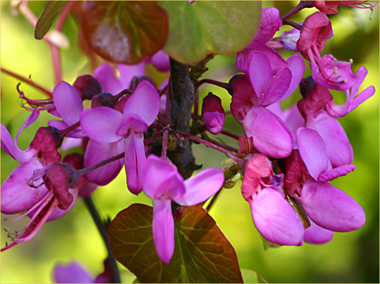 Judas Tree