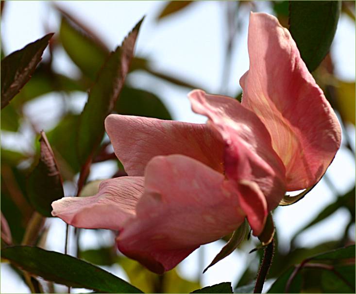 Mutabilis