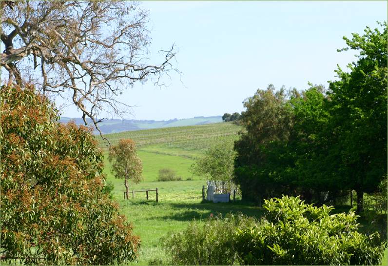 Vineyards near playground