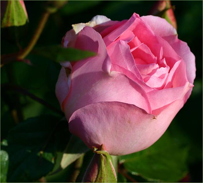 Duchesse de Brabant