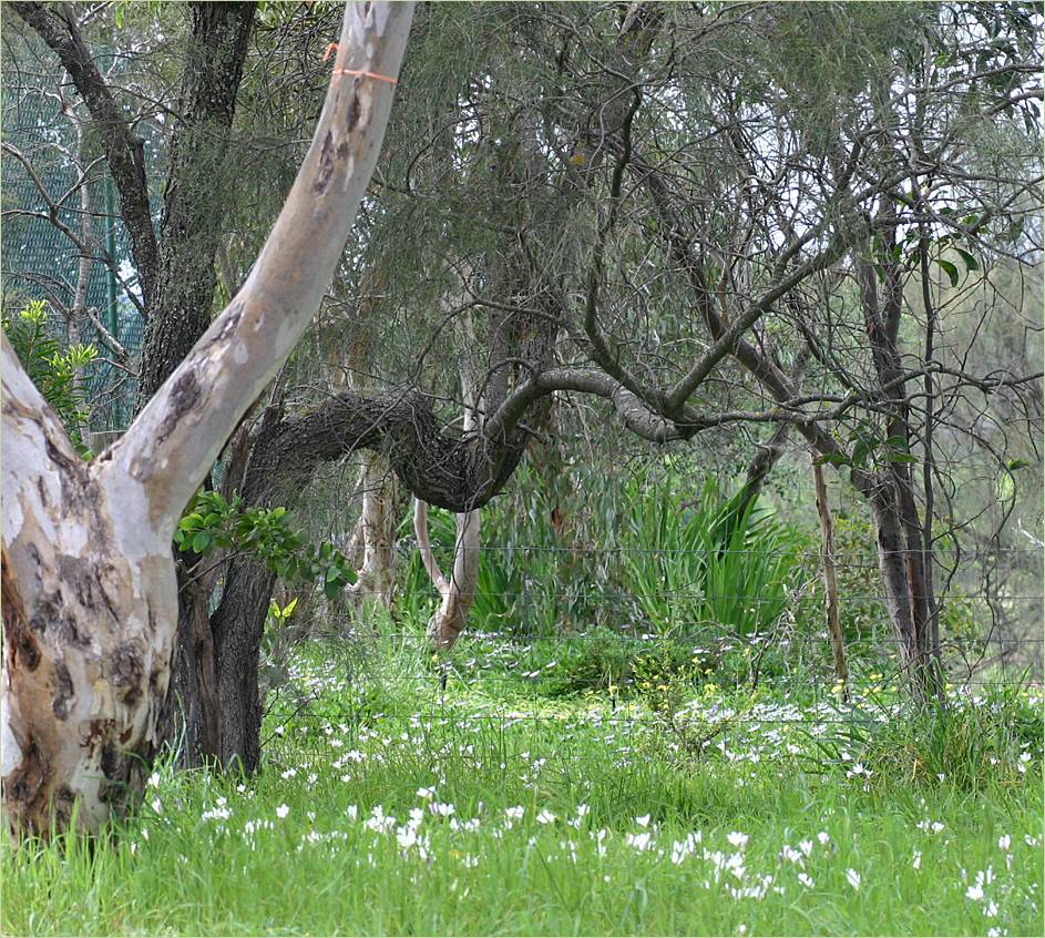 Wildflowers on the road verge in spring