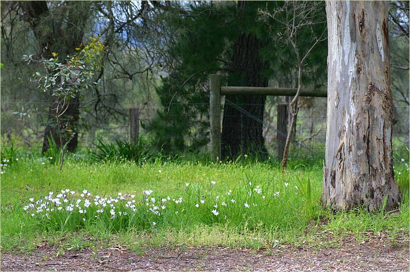 Wildflowers on the road verge in spring