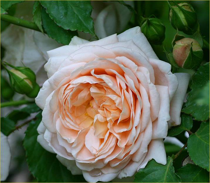 Ambridge Rose