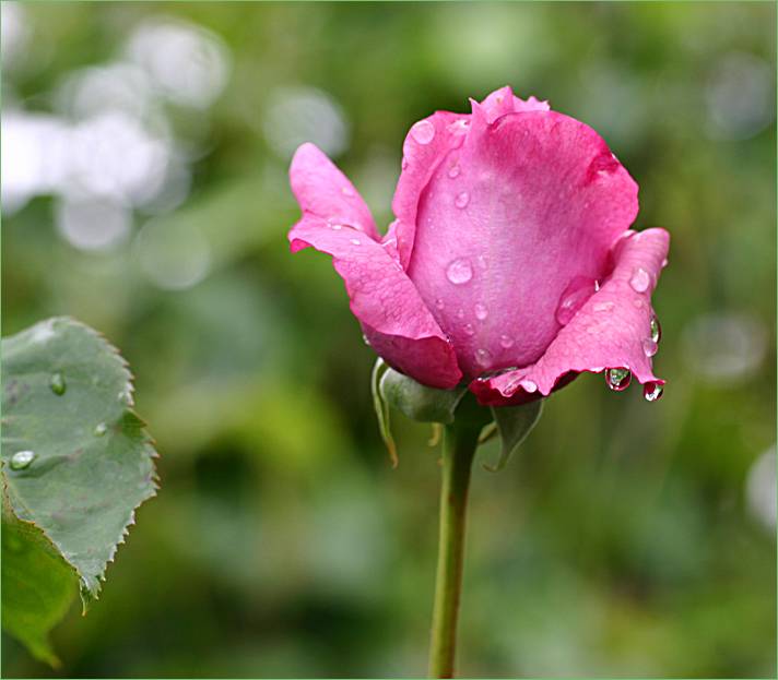 Charles de Gaulle rosebud