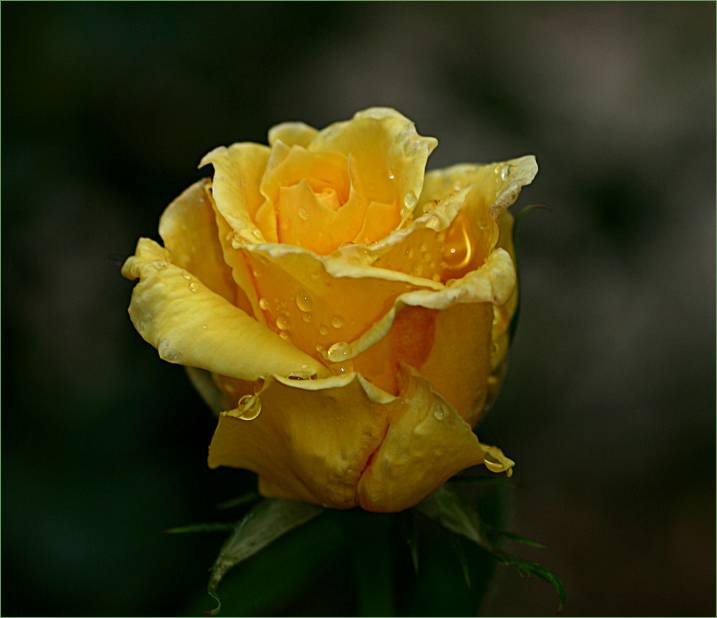 Speks Yellow rosebud