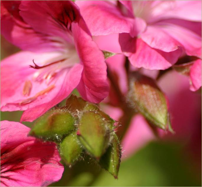 Pelargonium pink