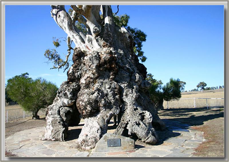 Herbig family tree at Springton