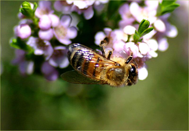 Bee on thryptomene