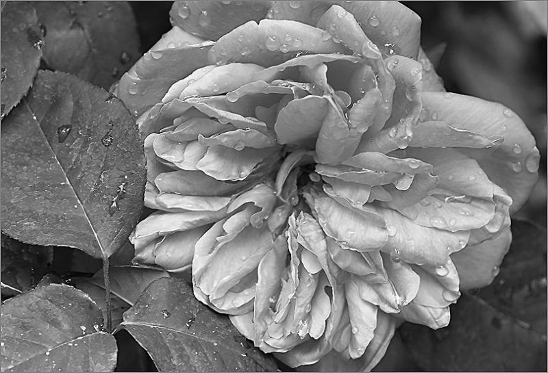 Tamron SP AF 90mm lens (macro)