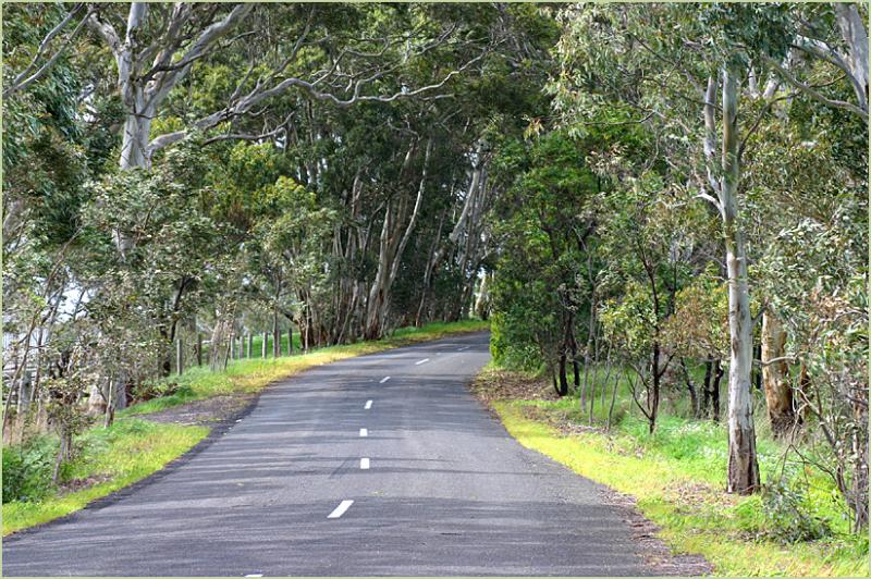 Winding road in the wind in spring