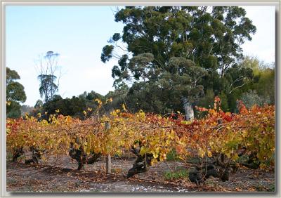 Yalumba vines near Angaston