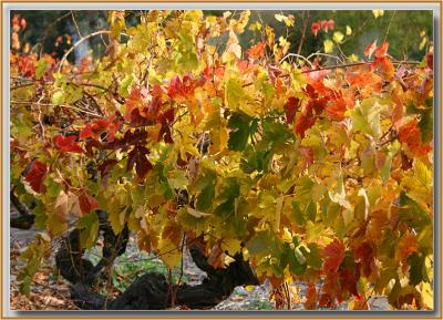 Colourful vine