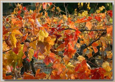 Yalumba vines near Angaston