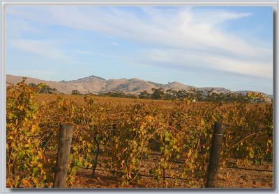 Jacob's Creek vines & clouds