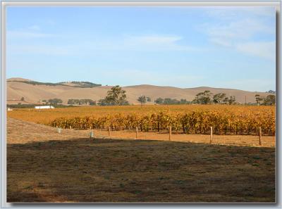 Jacob's Creek vines & hills