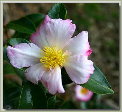 Winter camellia