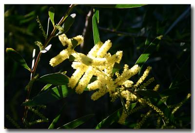 Guerilla Bay acacia 2 .jpg