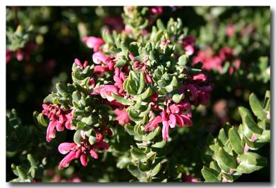 Eurobodalla Regional Botanic Gardens - 3.jpg