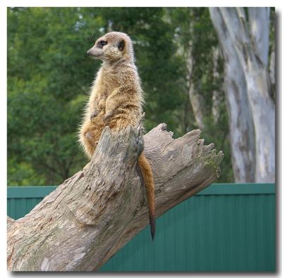 v3/49/99249/3/46840902.MogoZoo1.jpg