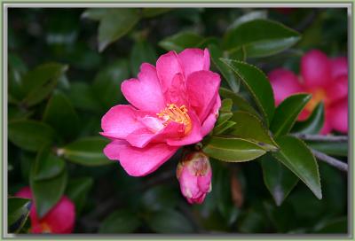 Camellia hedge Nyerimilang - 1.jpg