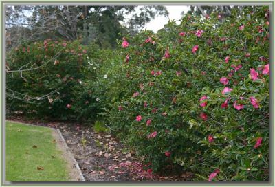 Camellia hedge Nyerimilang - 3.jpg