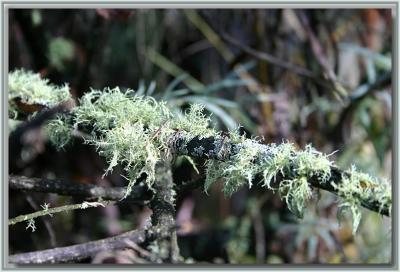Lichen at Powers Lookout.jpg