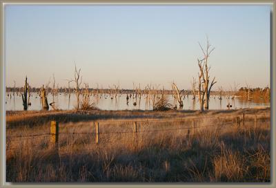 Drowned trees