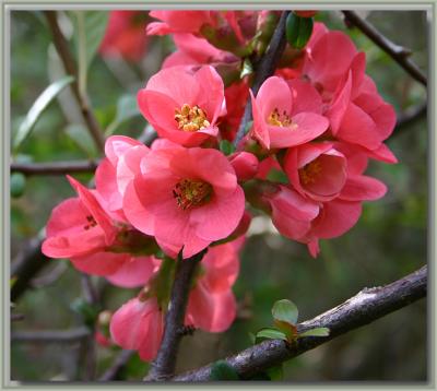 Japonica in winter