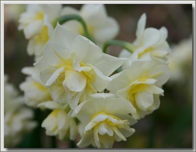 Jonquils in winter - 2