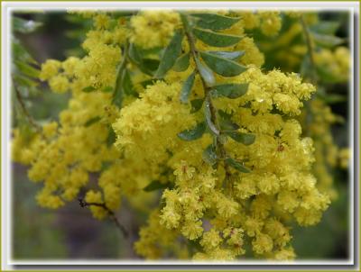 v3/49/99249/3/47936099.Acacia051.jpg