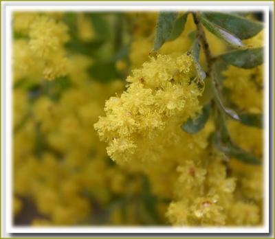 v3/49/99249/3/47936828.Acacia052.jpg