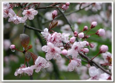 v3/49/99249/3/48023722.Plumblossom20052a.jpg