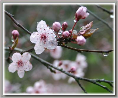 v3/49/99249/3/48023809.Plumblossom20053.jpg