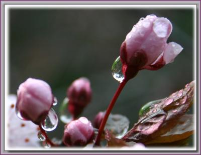 v3/49/99249/3/48046171.Plumblossom20054.jpg