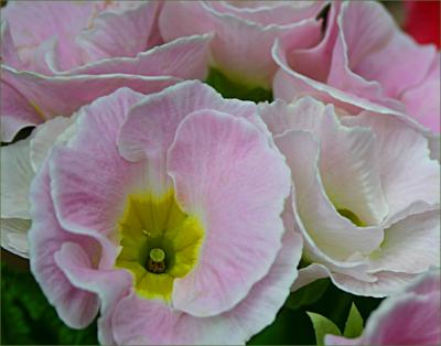 v3/49/99249/3/48548725.Pinkprimulacluster3.jpg