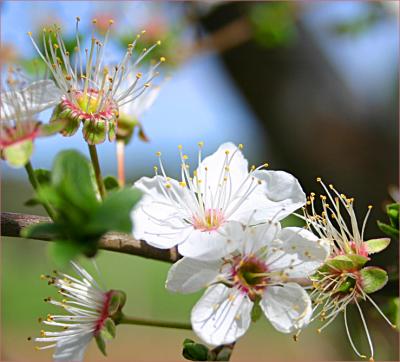 v3/49/99249/3/48583683.Feralplumblossom3.jpg