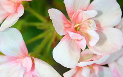 v3/49/99249/3/48584908.Pelargonium1.jpg