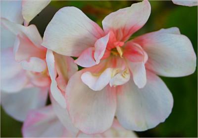 v3/49/99249/3/48584932.Pelargonium2.jpg