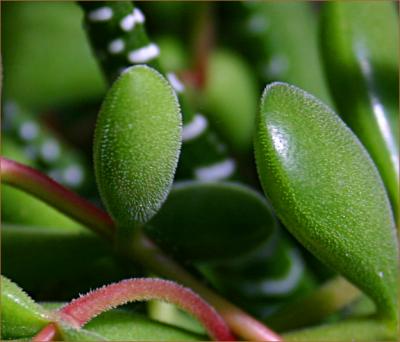 v3/49/99249/3/48589376.Succulent3.jpg