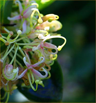 Sweet Hakea