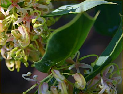 Sweet Hakea