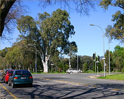 v3/49/99249/3/48807521.StoplightsSouthTerrace.jpg