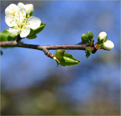 Plum blossom