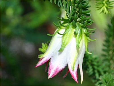 Darwinia carnea