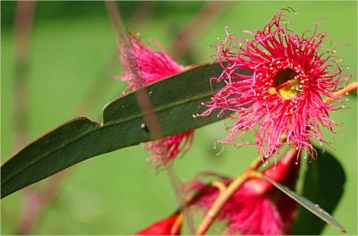 Gum blossom