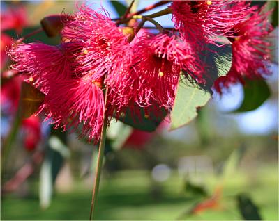 Gum blossom