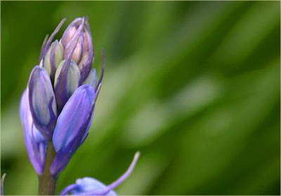 v3/49/99249/3/48966955.Bluebells2a.jpg