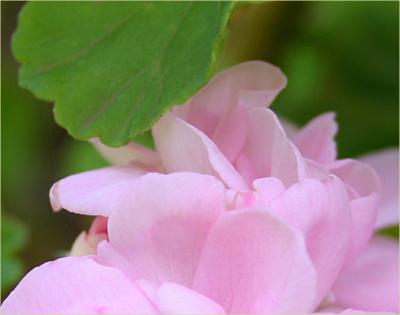 v3/49/99249/3/48973092.Pinkpelargonium4.jpg