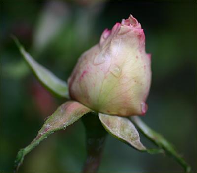 Souvenir de la Malmaison rosebud