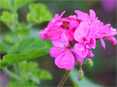 v3/49/99249/3/49361863.Pelargoniummauvepinkmacro.jpg